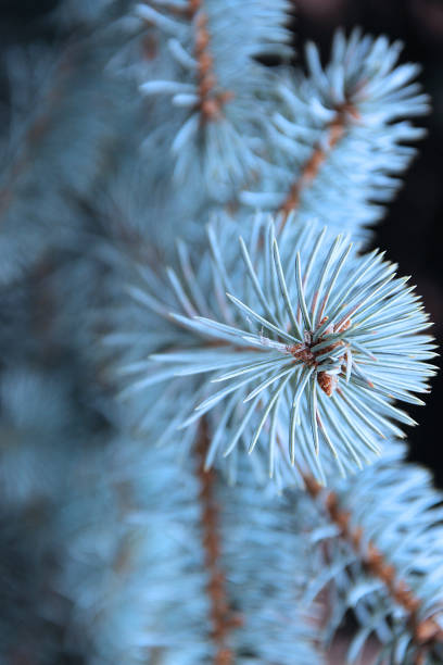 istock A branch of blue spruce with needles. 672933170