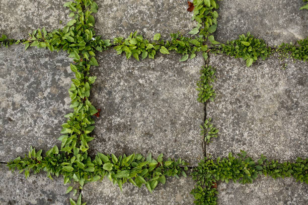 istock pavement tiles and green grass background 672933276