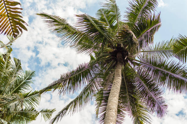istock Coconut tree against the sky. Autumn foliage. 672933818