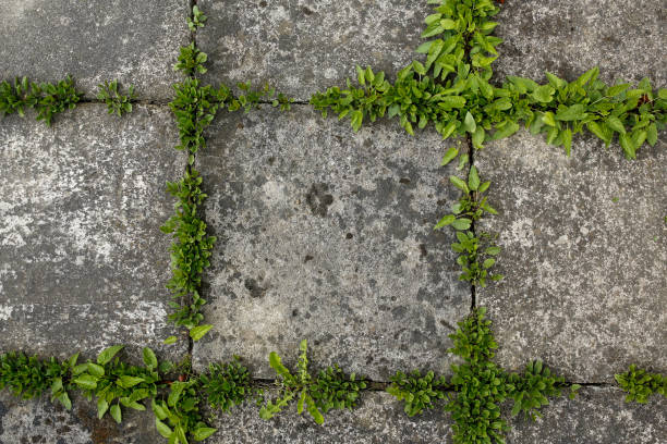 istock pavement tiles and green grass background 672934076