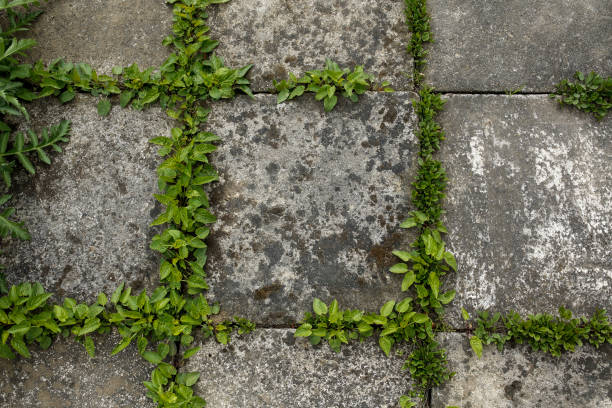 istock pavement tiles and green grass background 672935074