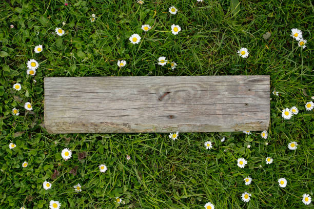 istock old wooden board on grass with daisy 672935114