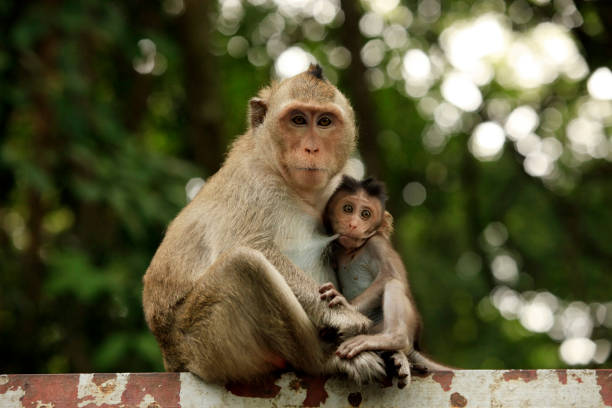 istock Family of monkeys 672935332