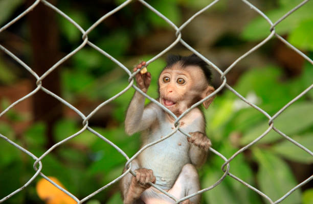 istock child of monkeys 672935424