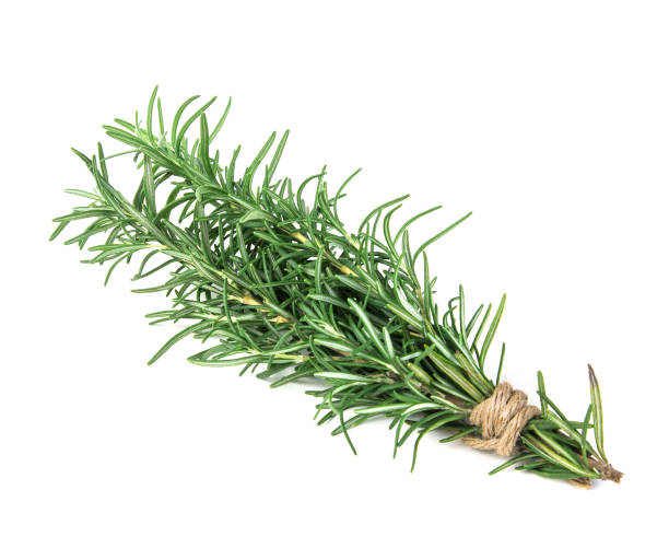 istock The Rosemary bound on a white background 672940932