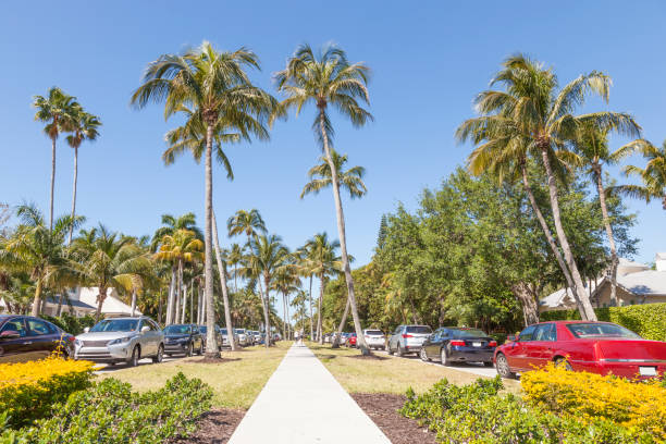 istock Coconut palm trees in Naples, Florida 672941070