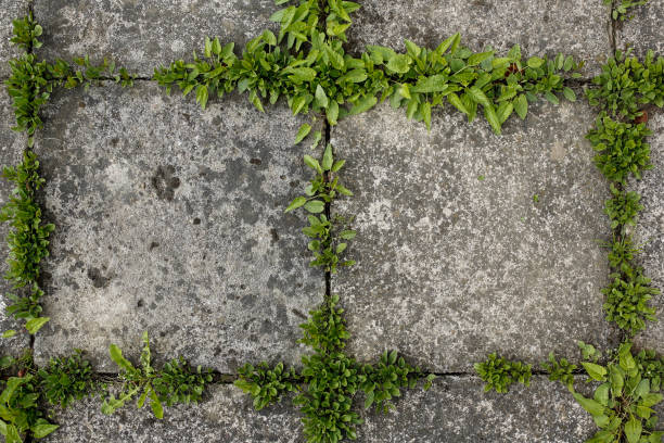 istock pavement tiles and green grass background 672941126