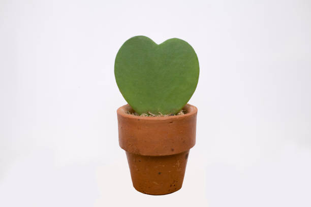 istock Heart cactus in flower pots 672944624