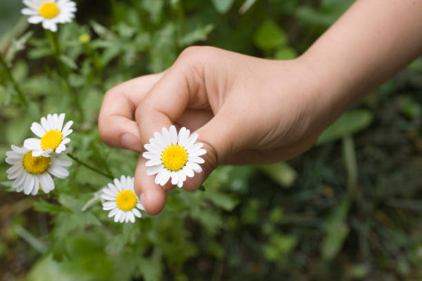 istock Children's hands and wild flowers 672944682
