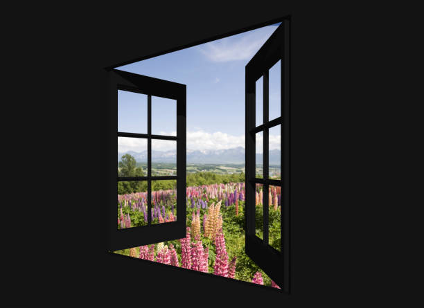 Lupine and sequence of ten wins mountain from the window.