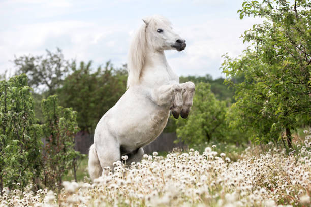100+ Pony Trick Stock Photos, Pictures & Royalty-Free Images