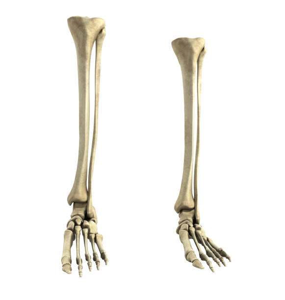 istock medical accurate 3d rendering  illustration of the foot bones 672950344