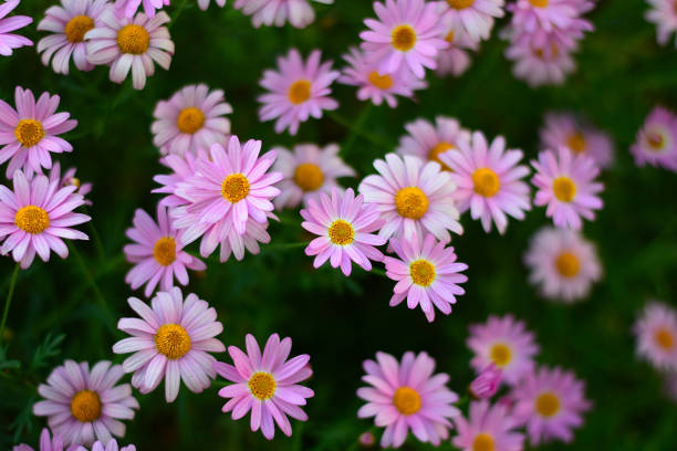 istock Bokeh background of pink colored Daisy flowers in horizontal frame 672950396
