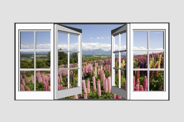 istock Lupine and sequence of ten wins mountain from the window. 672951514