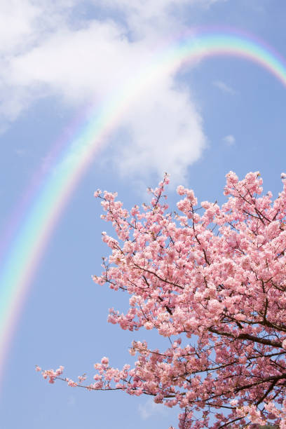 Kawazu cherry blossom and the Rainbow
