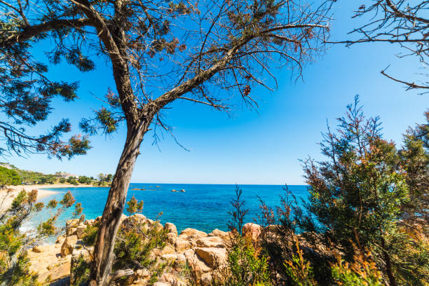istock Pine tree in Santa Maria Navarrese shoreline 672957938