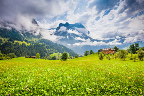 paysage alpin avec chalets de montagne traditionnels à grindelwald, suisse - berne alps photos et images de collection