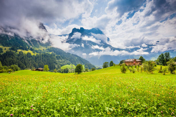 scenario alpino con chalet di montagna tradizionali a grindelwald, svizzera - mountain cabin european alps switzerland foto e immagini stock