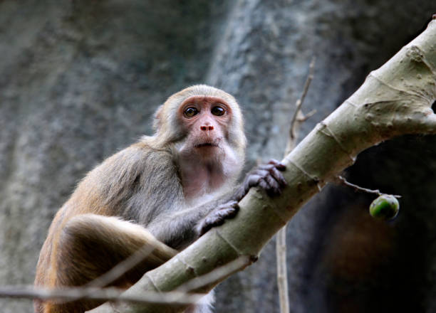istock Portrait of the monkey 672958588