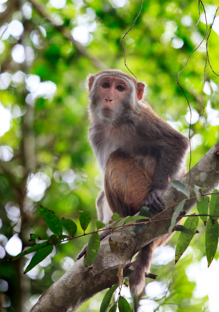 istock Portrait of the sad monkey 672958794