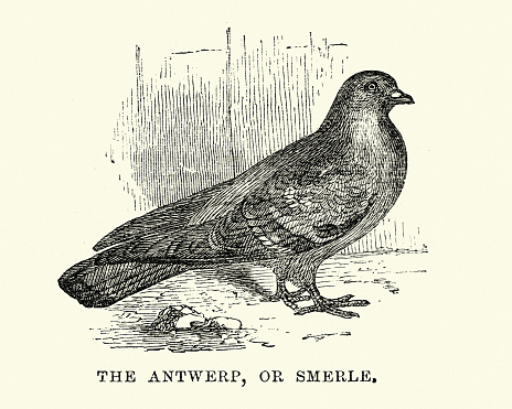 Vintage engraving of a Antwerp or Smerle Pigeon
