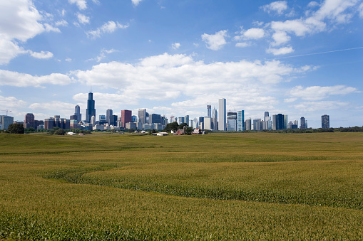 Chicago skyline and corn