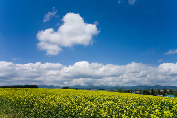 istock Igarashi blooming hills and cloud 672961874