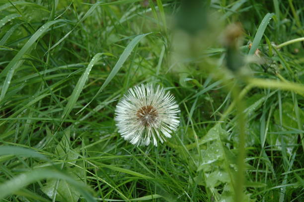 istock Pusteblume/Dandelion in Berlin 672961880