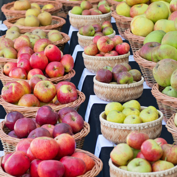 windfall and picked apples on display in the autumn - apple tree apple orchard apple autumn imagens e fotografias de stock