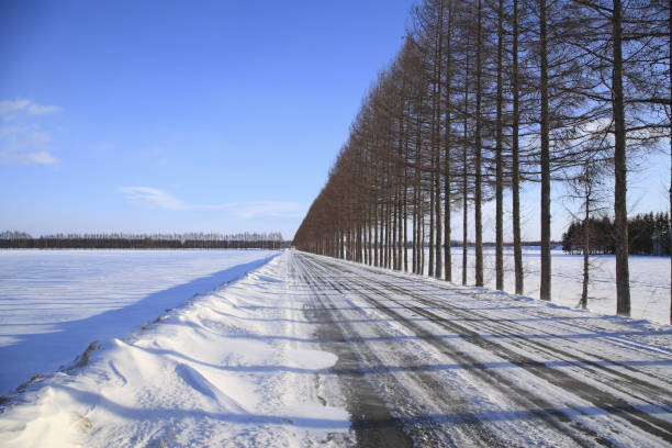 Shelterbelts and winter road