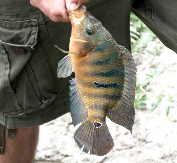 Mayan Cichlid (Cichlasoma urophthalmus) Mayan Cichlid handheld. cichlasomatinae stock pictures, royalty-free photos & images