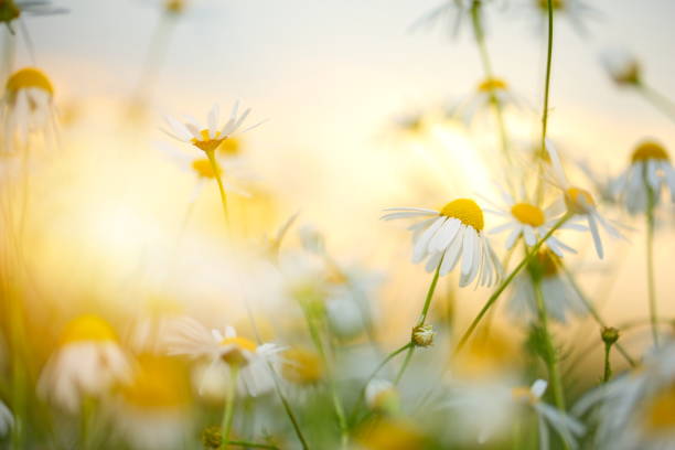 istock Beautiful Field with Flowers 672967958