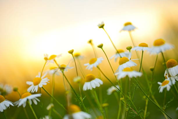 istock Beautiful Field with Flowers 672968362