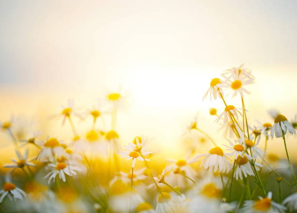 wunderschöne feld mit blumen - daisy marguerite flower grass stock-fotos und bilder