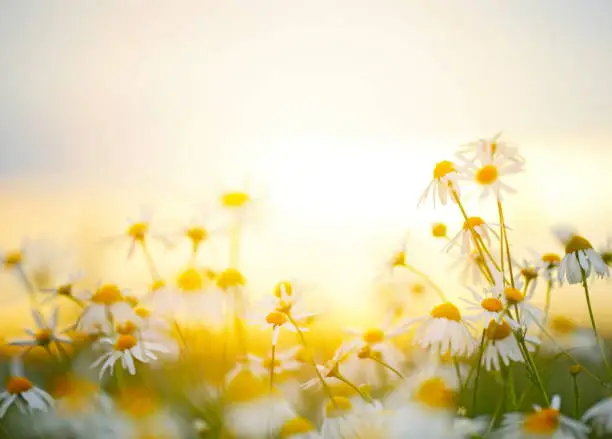 Photo of Beautiful Field with Flowers