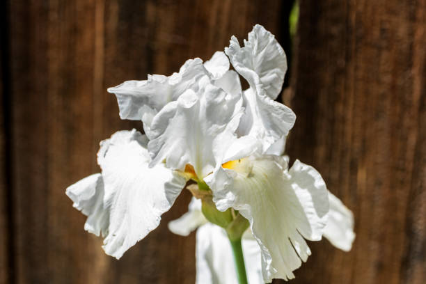 White Iris Flower stock photo