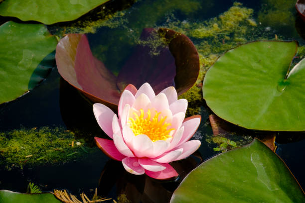 istock Beautiful and colorful water lily 672968894