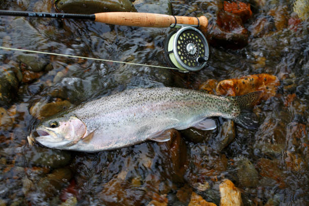 istock Rainbow Trout Oncorhynchus mykiss 672971712