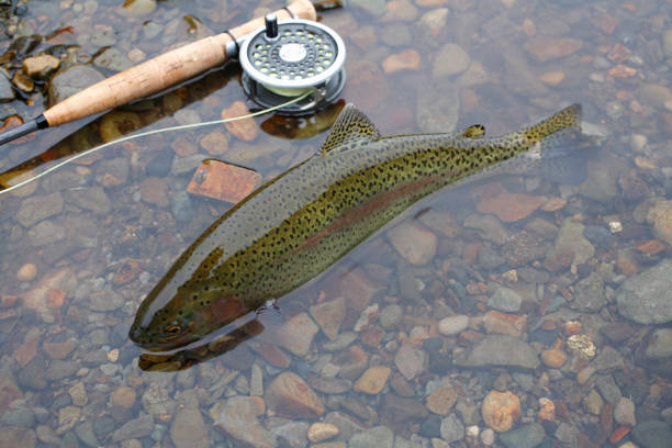 Rainbow Trout Oncorhynchus mykiss