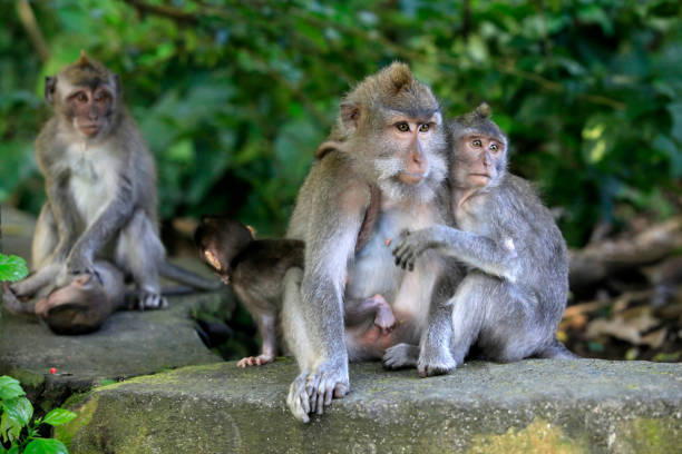 istock Family of monkeys 672971924