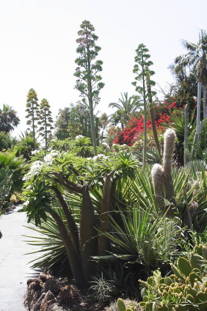 istock Various cactuses at the Cactus Garden 672971998