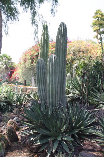 istock Various cactuses at the Cactus Garden 672972160