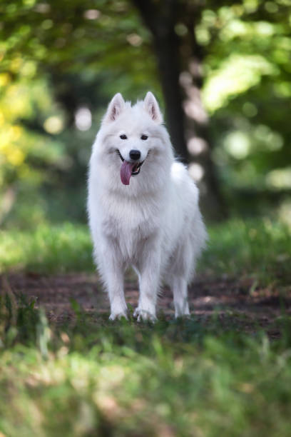 istock Samoyed dog in the city park. 672972328