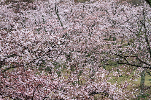 cherry blossoms in Sakura no sato, Izu, Shizuoka, Japan (rainy)