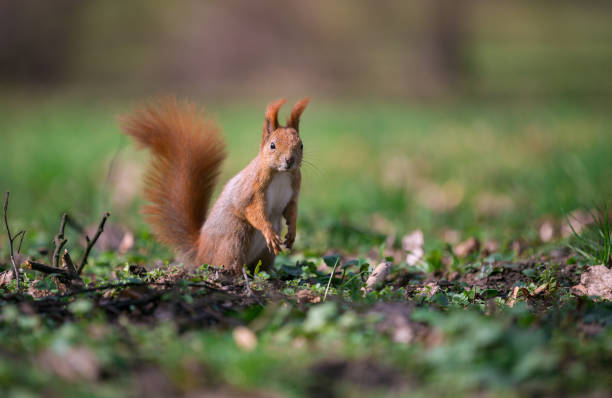 istock Cute squirrel standing on two paws. Small depth of field 672973624