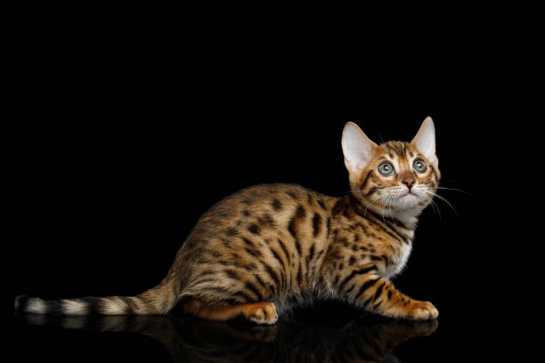 istock Bengal Kitten on isolated Black Background 672978520