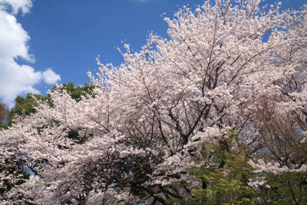 istock Asukayama Park cherry blossom 672979454