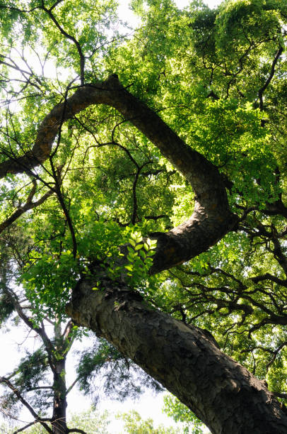 istock Fresh green of trees 672982482
