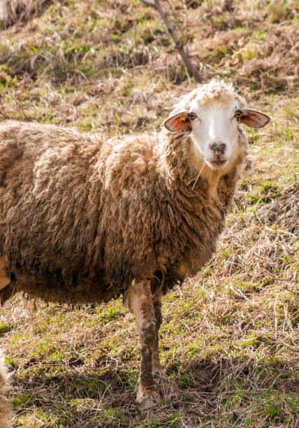 istock Herd of sheep walking on a green meadow 672983032