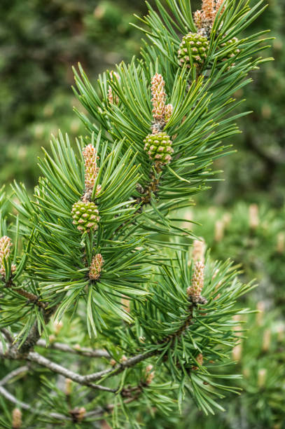 istock close up view of a pine branch 672983046
